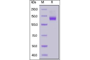 SDS-PAGE (SDS) image for Angiotensin I Converting Enzyme 2 (ACE2) (AA 18-740) (Active) protein (mFc Tag) (ABIN7013262)