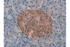 Detection of PFN2 in Human Pancreas Tissue using Polyclonal Antibody to Profilin 2 (PFN2) (PFN2 抗体  (AA 5-140))
