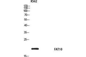 Western Blot (WB) analysis of K562 using FAT10 antibody. (UBD 抗体)