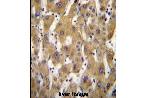 GE5 Antibody (C-term) (ABIN656719 and ABIN2845947) immunohistochemistry analysis in formalin fixed and raffin embedded human liver tissue followed by peroxidase conjugation of the secondary antibody and DAB staining. (PAGE5 抗体  (C-Term))
