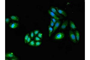 Immunofluorescent analysis of HepG2 cells using ABIN7154420 at dilution of 1:100 and Alexa Fluor 488-congugated AffiniPure Goat Anti-Rabbit IgG(H+L) (GZMK 抗体  (AA 27-264))