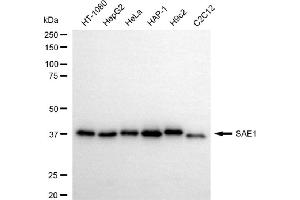 Western blotting analysis using SAE1 antibody (ABIN7800457).