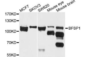 Western blot analysis of extract of various cells, using BFSP1 antibody. (Filensin 抗体)