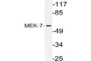 Western blot (WB) analysis of MEK-7 antibody in extracts from HeLa cells. (MAP2K7 抗体)