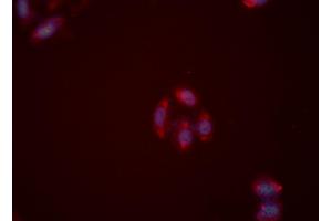 ABIN6276062 staining HeLa cells by ICC/IF. (NPY2R 抗体  (N-Term))
