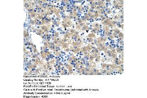Human Liver (FERD3L 抗体  (N-Term))