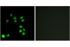 Immunofluorescence analysis of A549 cells, using EXO1 Antibody. (Exonuclease 1 抗体  (AA 61-110))