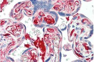 ABIN940556 (5µg/ml) staining of paraffin embedded Human Placenta. (KIAA0319 抗体  (Internal Region))