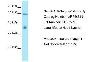 Western Blotting (WB) image for anti-Ran GTPase Activating Protein 1 (RANGAP1) (N-Term) antibody (ABIN971526) (RANGAP1 抗体  (N-Term))