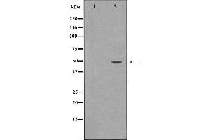 Western blot analysis of extracts of MCF-7, using ACPP antibody. (ACPP 抗体  (Internal Region))