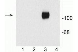 Western blot of 10 µg of HEK 293 cells showing specific immunolabeling of the ~120 kDa NR1 subunit of the NMDA receptor containing the C1 splice variant insert (in lane 3). (GRIN1/NMDAR1 抗体)