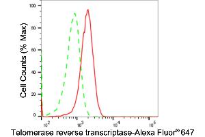 anti-Telomerase Reverse Transcriptase (TERT) antibody