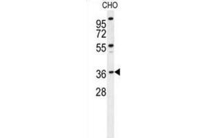 Western Blotting (WB) image for anti-Exonuclease 5 (EXO5) antibody (ABIN2995666) (EXO5 抗体)