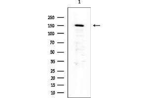 anti-Xin Actin-Binding Repeat Containing 1 (XIRP1) antibody