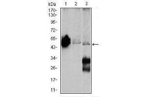 Image no. 1 for anti-Enolase 2 (Gamma, Neuronal) (ENO2) antibody (ABIN1491284) (ENO2/NSE 抗体)