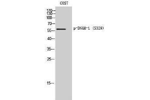 Western Blotting (WB) image for anti-CD226 (CD226) (pSer329) antibody (ABIN3173371) (CD226 抗体  (pSer329))