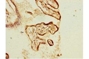Immunohistochemistry of paraffin-embedded human placenta tissue using ABIN7157566 at dilution of 1:100 (KLC1 抗体  (AA 274-573))