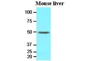 Western Blotting (WB) image for anti-Epoxide Hydrolase 1, Microsomal (Xenobiotic) (EPHX1) (AA 21-455) antibody (ABIN371868) (EPHX1 抗体  (AA 21-455))