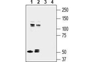 Western blot analysis of mouse brain lysate (lanes 1 and 3) and rat brain lysate (lanes 2 and 4): - 1,2. (Astrotactin 1 (ASTN1) (AA 1068-1080), (C-Term), (Extracellular) 抗体)