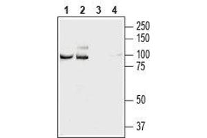 Western blot analysis of rat (lanes 1 and 3) and mouse (lanes 2 and 4) brain lysates: - 1,2. (NCAM2 抗体  (Extracellular, N-Term))