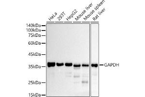 Western blot analysis of extracts of various cell lines, using GAPDH antibody (ABIN7267454) at 1:10000 dilution. (GAPDH 抗体)