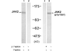 Image no. 1 for anti-Janus Kinase 2 (JAK2) (Tyr1007) antibody (ABIN319310) (JAK2 抗体  (Tyr1007))