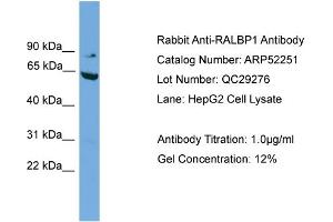 WB Suggested Anti-RALBP1  Antibody Titration: 0. (RALBP1 抗体  (N-Term))