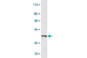 Western Blot detection against Immunogen (37. (RCC1 抗体  (AA 312-421))