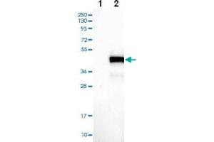 Western blot analysis of Lane 1: Negative control (vector only transfected HEK293T lysate) Lane 2: Over-expression Lysate (Co-expressed with a C-terminal myc-DDK tag (~3. (BCL7A 抗体)