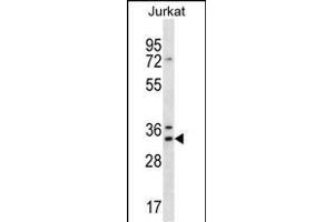 DNAJC9 Antibody (N-term) (ABIN656862 and ABIN2846067) western blot analysis in Jurkat cell line lysates (35 μg/lane). (DNAJC9 抗体  (N-Term))