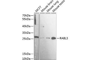 Western blot analysis of extracts of various cell lines, using R antibody (ABIN7269787) at 1:3000 dilution. (RABL3 抗体  (AA 1-236))