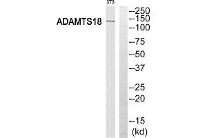 Western Blotting (WB) image for anti-ADAM Metallopeptidase with thrombospondin Type 1 Motif, 18 (ADAMTS18) (C-Term) antibody (ABIN1850694) (ADAMTS18 抗体  (C-Term))