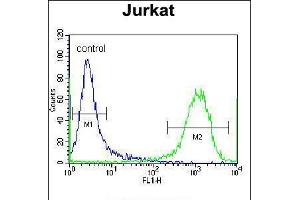 Flow cytometric analysis of Jurkat cells (right histogram) compared to a negative control cell (left histogram). (ZSCAN2 抗体  (N-Term))
