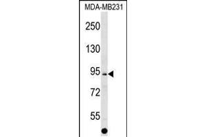 Western blot analysis in MDA-MB231 cell line lysates (35ug/lane). (ALS2CL 抗体  (AA 349-377))