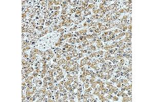 anti-POGLUT3 (AA 48-499) antibody