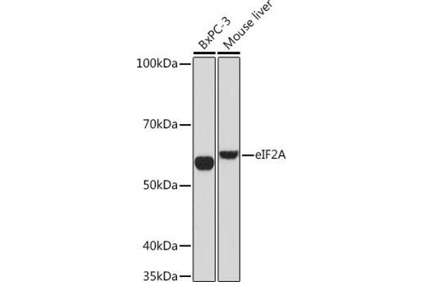 EIF2A 抗体