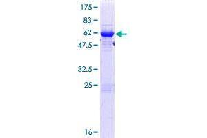 RWDD1 Protein (AA 1-243) (GST tag)