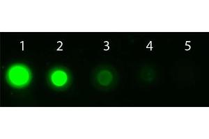 Dot Blot of AKT1 Allophycocyanin Conjugated Monoclonal Antibody. (AKT1 抗体  (Internal Region) (APC))
