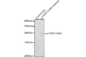 Immunoprecipitation analysis of 200 μg extracts of A-431 cells, using 3 μg Phospho-EGFR-Y1068 pAb (ABIN3020069, ABIN3020070, ABIN3020071 and ABIN6225505). (EGFR 抗体  (pTyr1068))