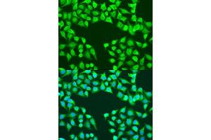 Immunofluorescence analysis of U2OS cells using EDIL3 antibody (ABIN7266904) at dilution of 1:100. (EDIL3 抗体  (AA 350-450))