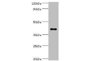 Western blot All lanes: Sulfotransferase family cytosolic 2B member 1 antibody at 4 μg/mL + MCF-7 whole cell lysate Secondary Goat polyclonal to rabbit IgG at 1/10000 dilution Predicted band size: 42, 40 kDa Observed band size: 42 kDa (SULT2B1 抗体  (AA 1-365))