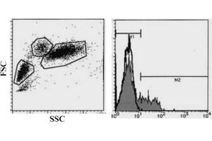 Flow Cytometry (FACS) image for anti-Killer Cell Lectin-Like Receptor Subfamily B, Member 1 (KLRB1) antibody (FITC) (ABIN487477)