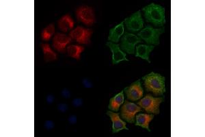ABIN6255185 and ABIN6267483 staining HepG2 cells(30 min of 4uM Forskolin treatment) by IF/ICC.