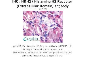 Image no. 1 for anti-Histamine Receptor H2 (HRH2) (3rd Extracellular Domain) antibody (ABIN1735573) (HRH2 抗体  (3rd Extracellular Domain))