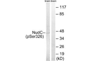 Western blot analysis of extracts from rat brain cells, using NudC (Phospho-Ser326) antibody. (NUDC 抗体  (pSer326))