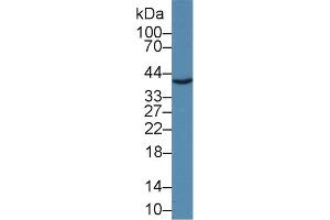 Detection of JAM2 in Mouse Placenta lysate using Polyclonal Antibody to Junctional Adhesion Molecule 2 (JAM2) (JAM2 抗体  (AA 74-250))
