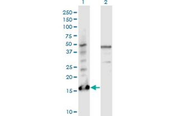 Parathymosin 抗体  (AA 1-102)