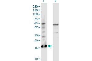Western Blot analysis of PTMS expression in transfected 293T cell line by PTMS monoclonal antibody (M17), clone 3H5. (Parathymosin 抗体  (AA 1-102))