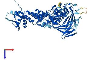 Calicin Protein (CCIN) (AA 1-588) (His tag)