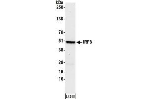 Western Blotting (WB) image for anti-Interferon Regulatory Factor 8 (IRF8) (AA 374-424) antibody (ABIN7451819)